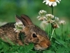 abunny